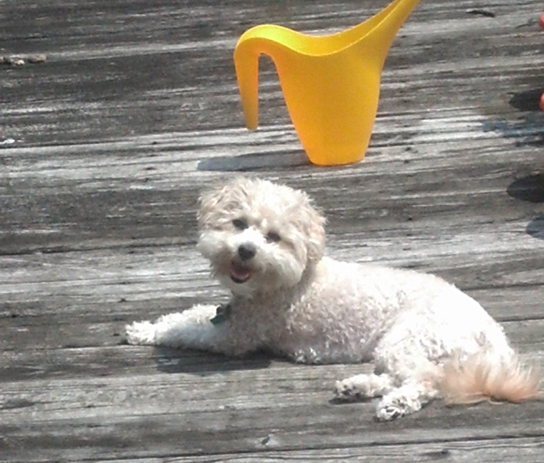 Buffy from Federal Hill