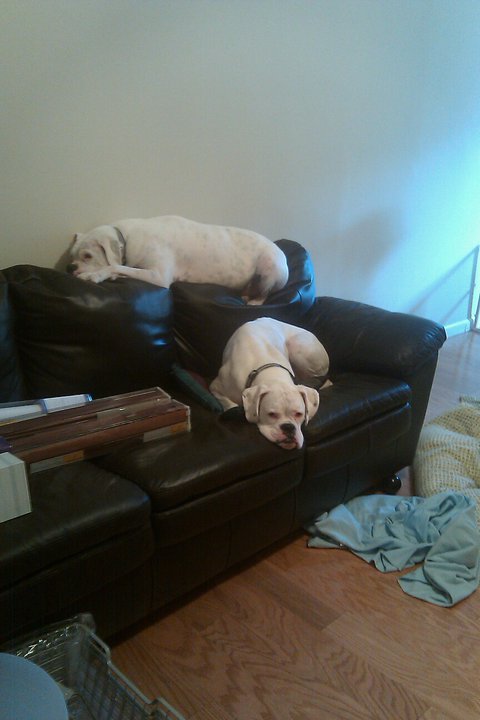 Angel and Drake from South Baltimore