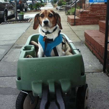 Stanley wagon