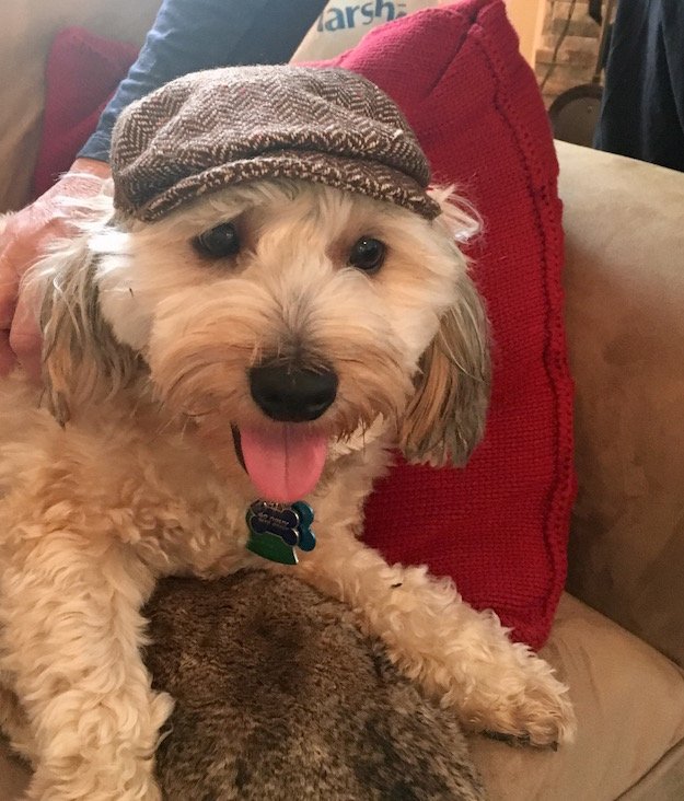 dog