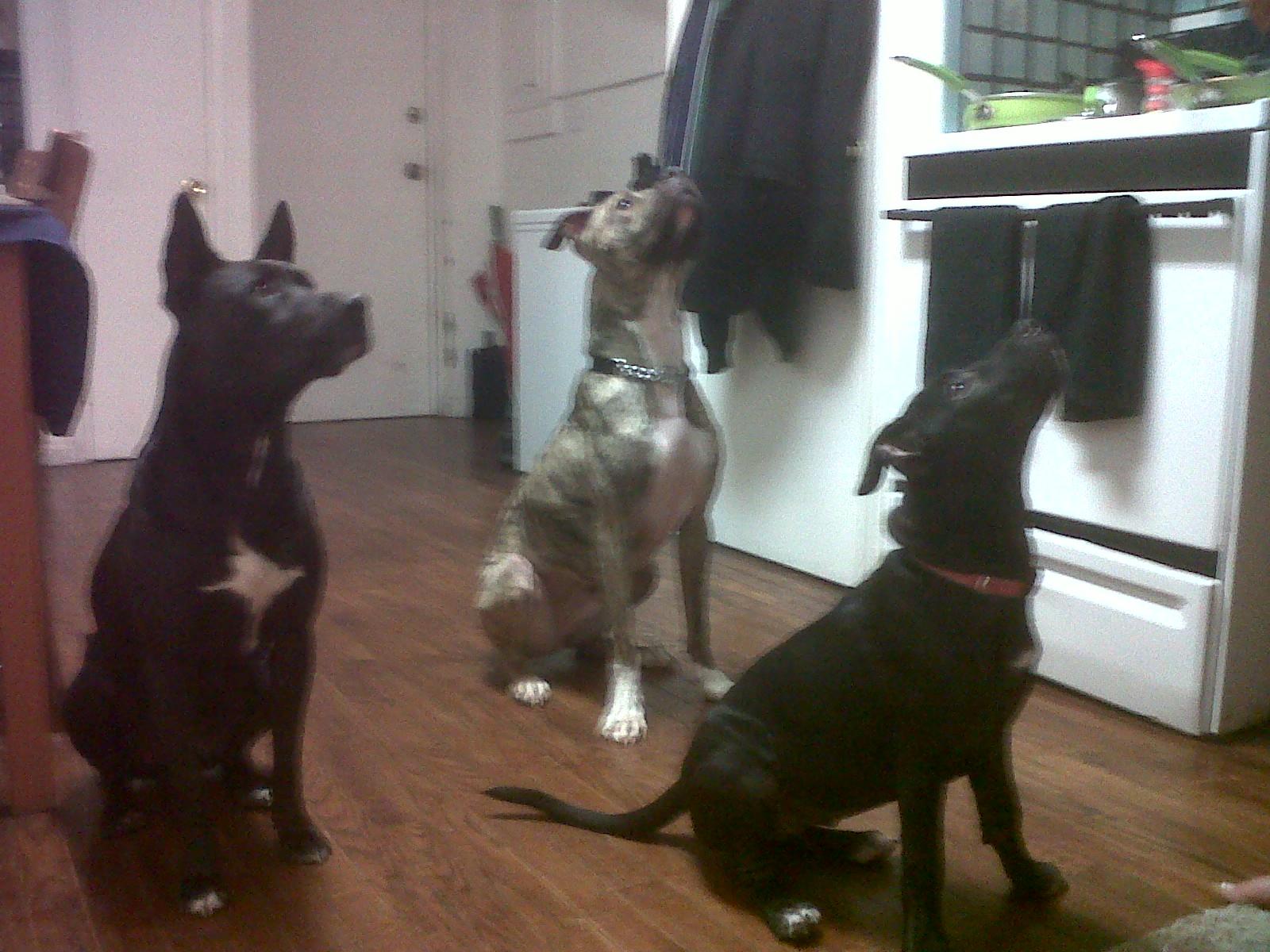 Piper, Loki and Buddy from Federal Hill