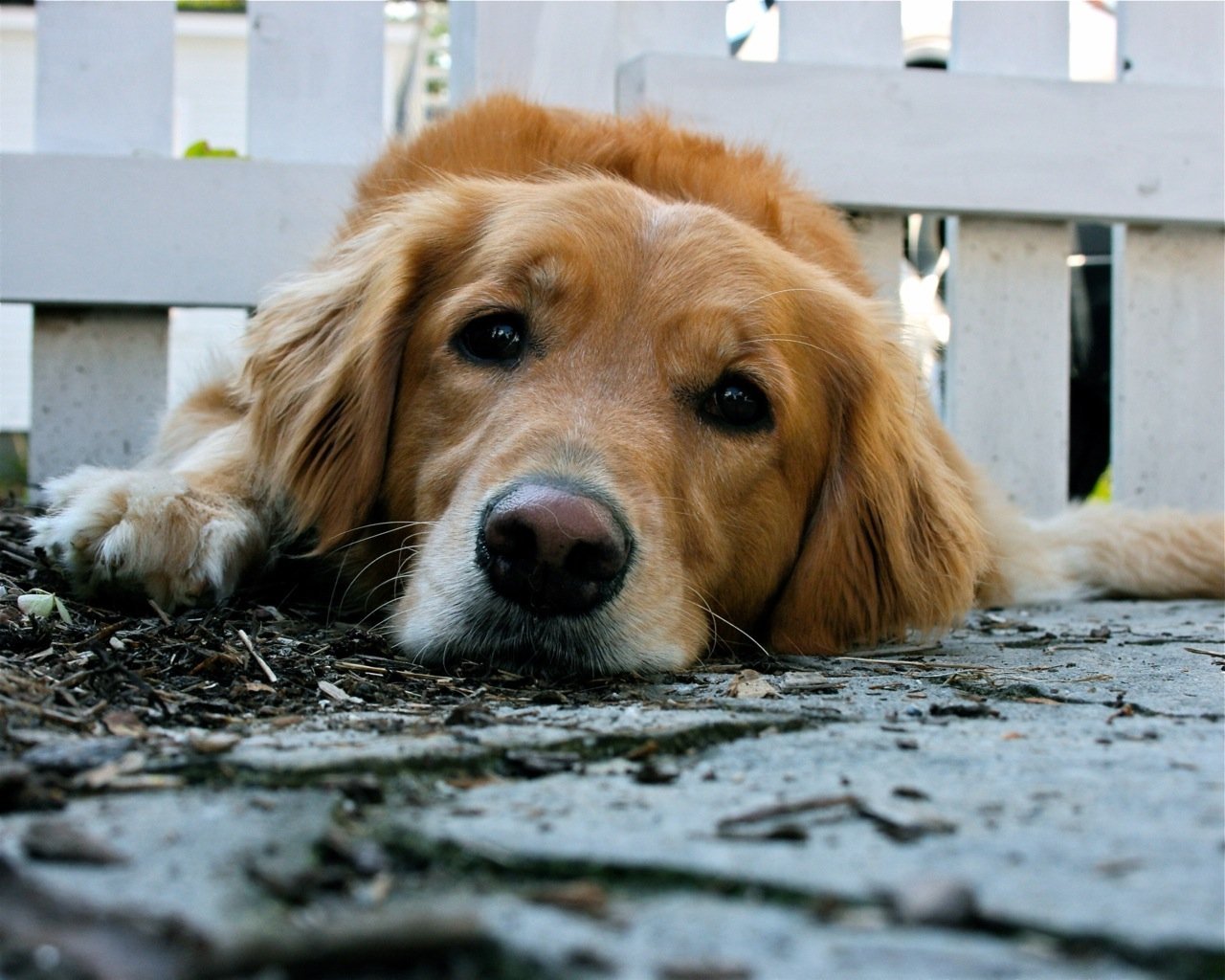 Layla from Federal Hill