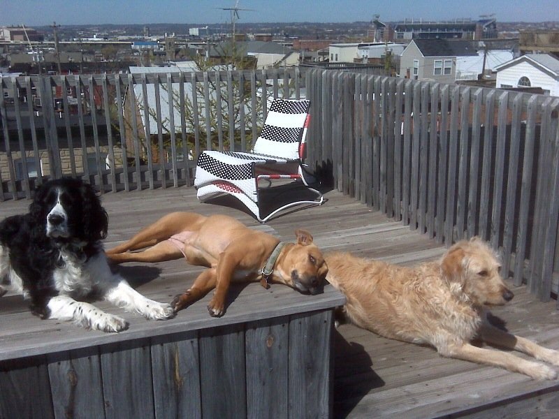 Maggie, Leila and Percy of Federal Hill