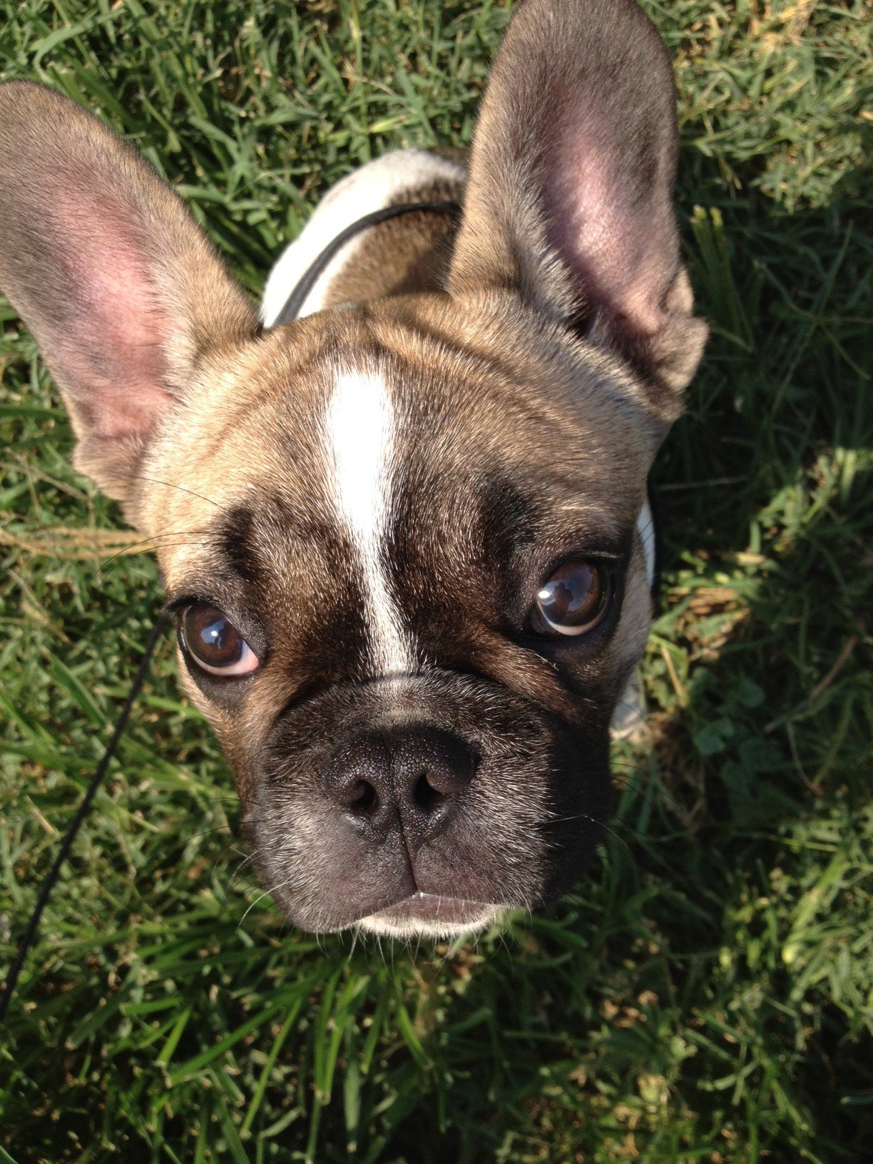 Rigby from South Baltimore