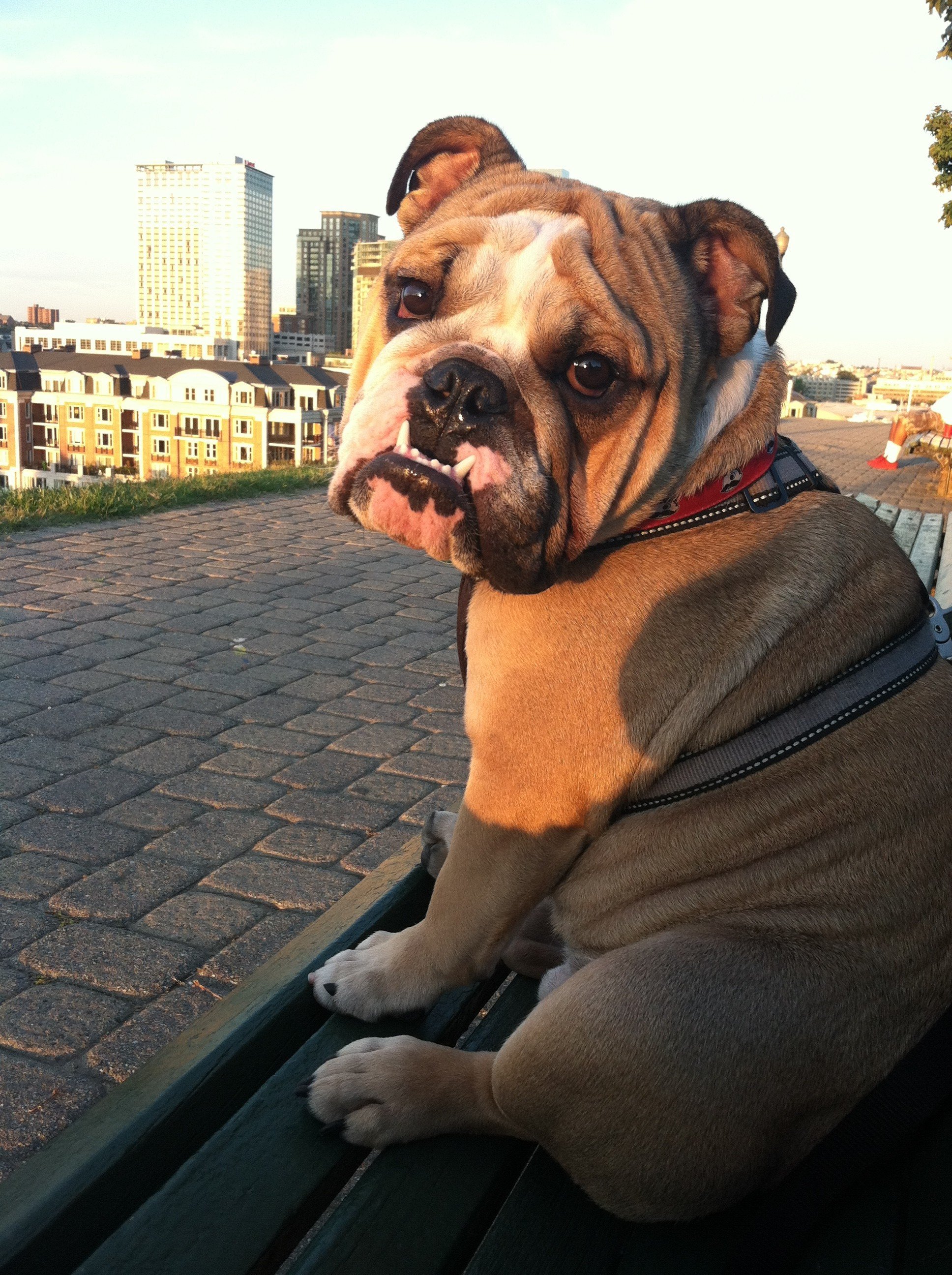 Boh from Federal Hill